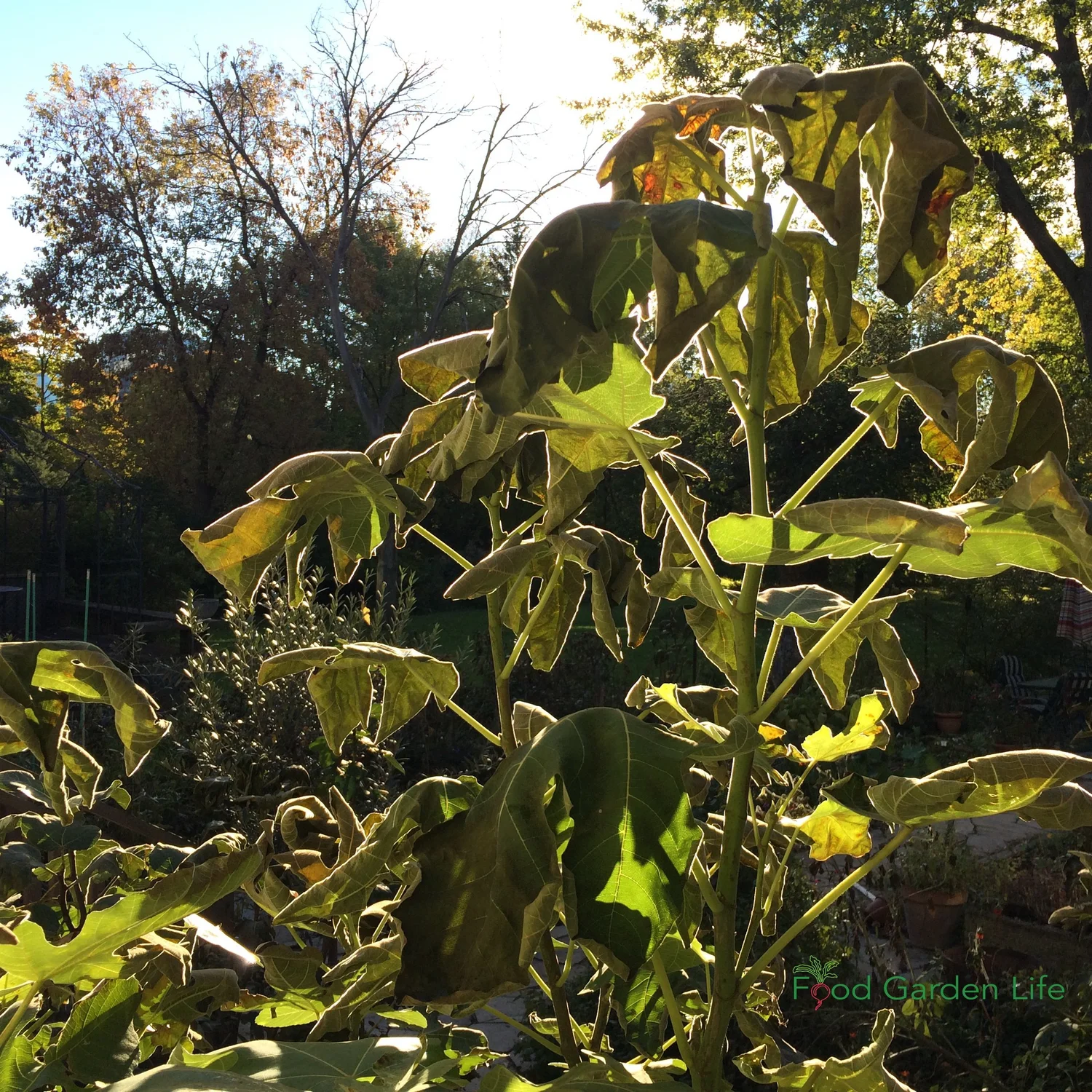 Fig Tree Winter Protection — Food Garden Life Edible Garden, Vegetable Garden, Edible Landscaping