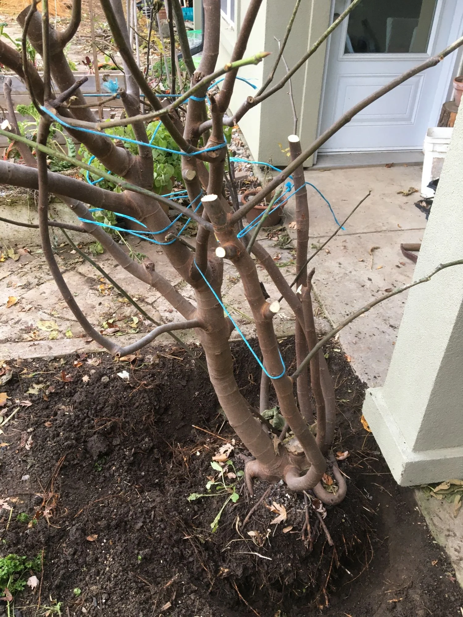 Fig tree ready to be tipped to the ground for winter protection.