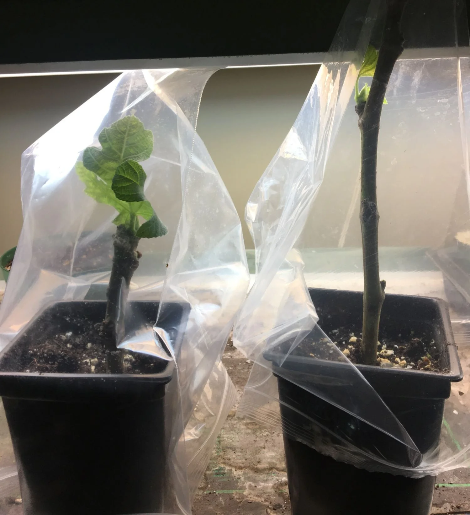Fig cuttings rooting in pots under grow lights.