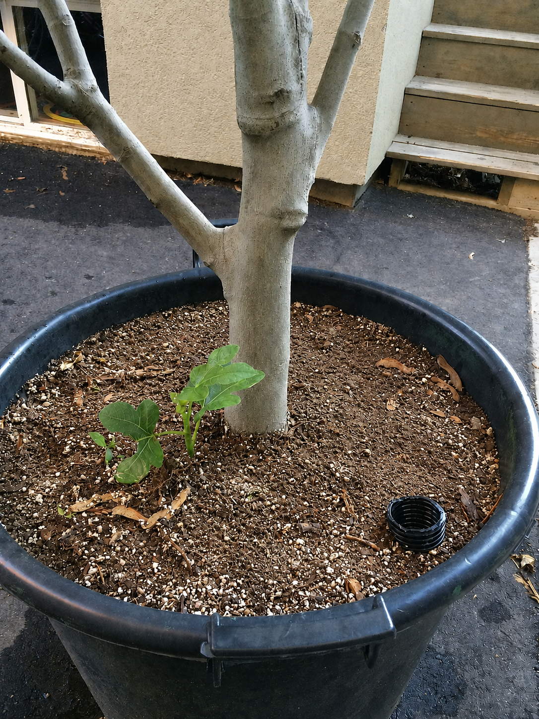 Dormant potted fig tree in a sub-irrigated planter ready for winter storage