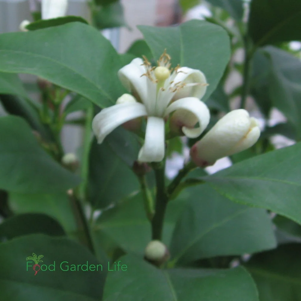 How to a Grow Lemon Tree Indoors (That Actually Produces Lemons) — Food