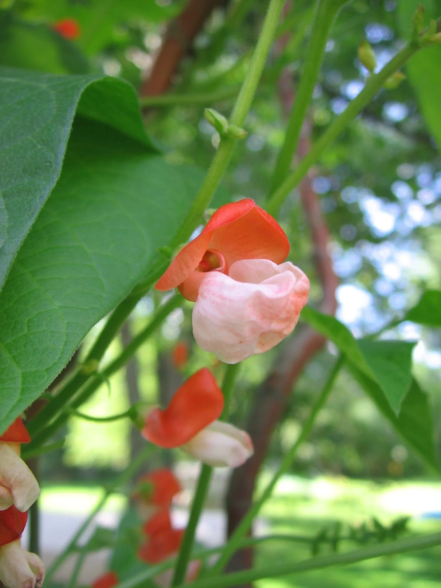 Pink and red ‘Painted Lady’ runner bean flowers climbing through an apple tree.