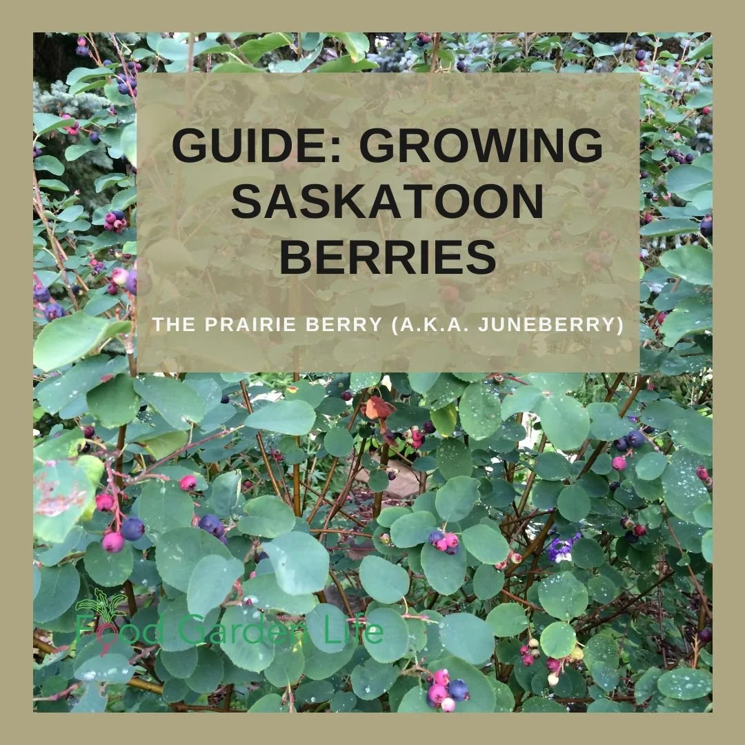 Guide to Growing Saskatoon Berries Planting, Pruning, Care — Food