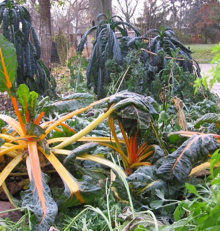 25 Storage Crops to Help You Plan a Vegetable Garden that Feeds You ...