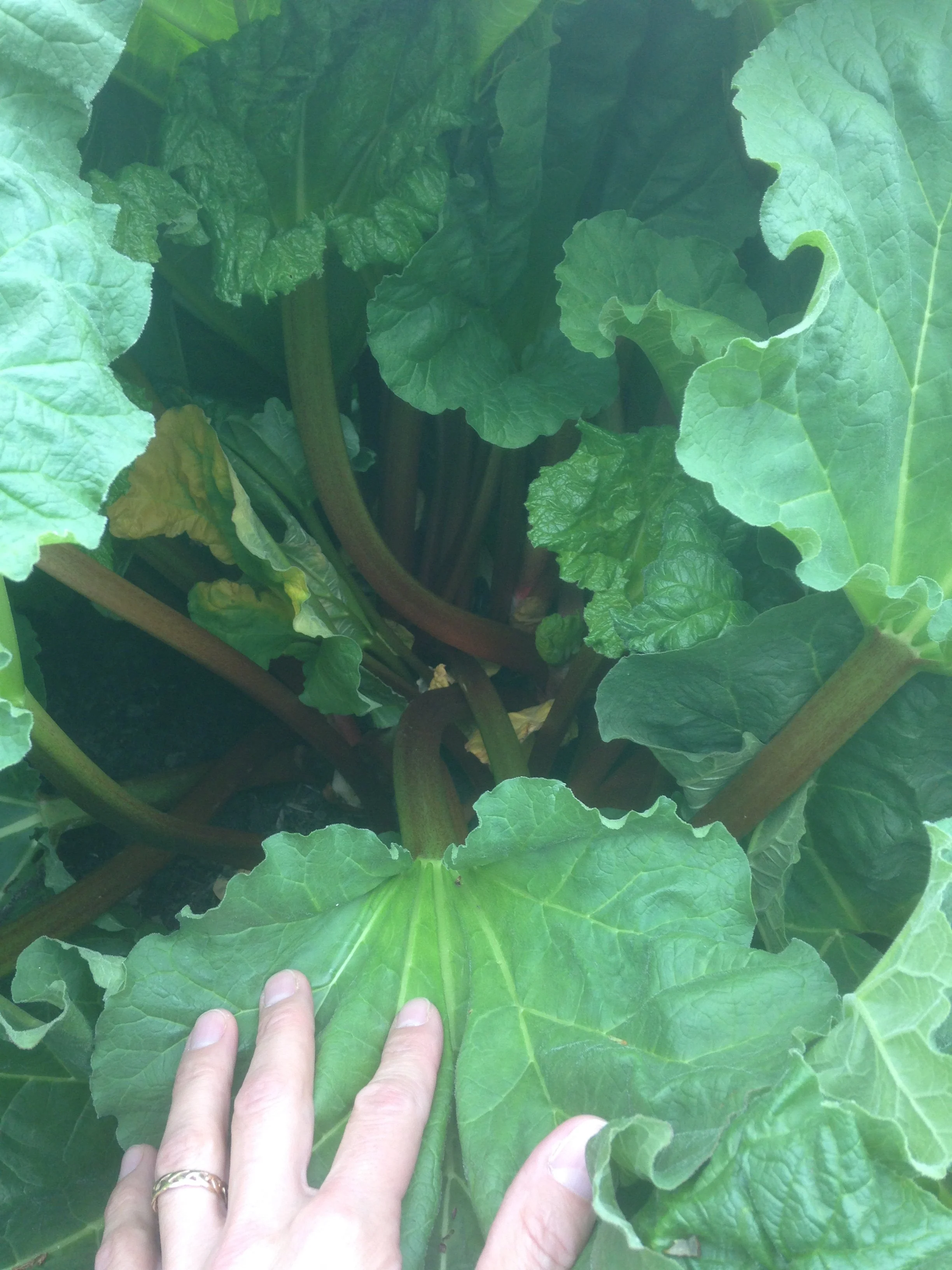 Force Rhubarb Indoors — Food Garden Life Edible Garden, Vegetable