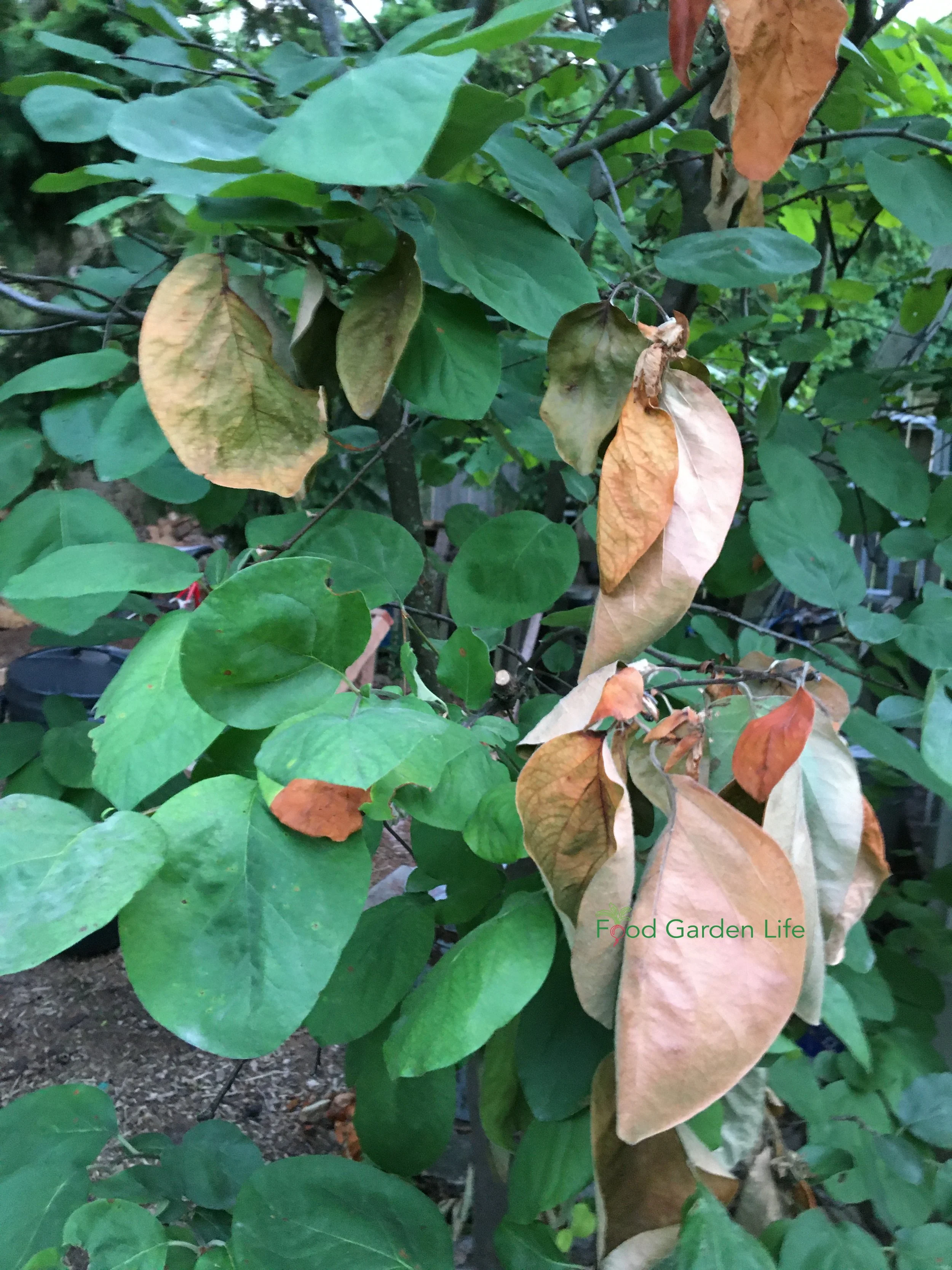 Guide How to Grow a Quince Tree — Food Garden Life