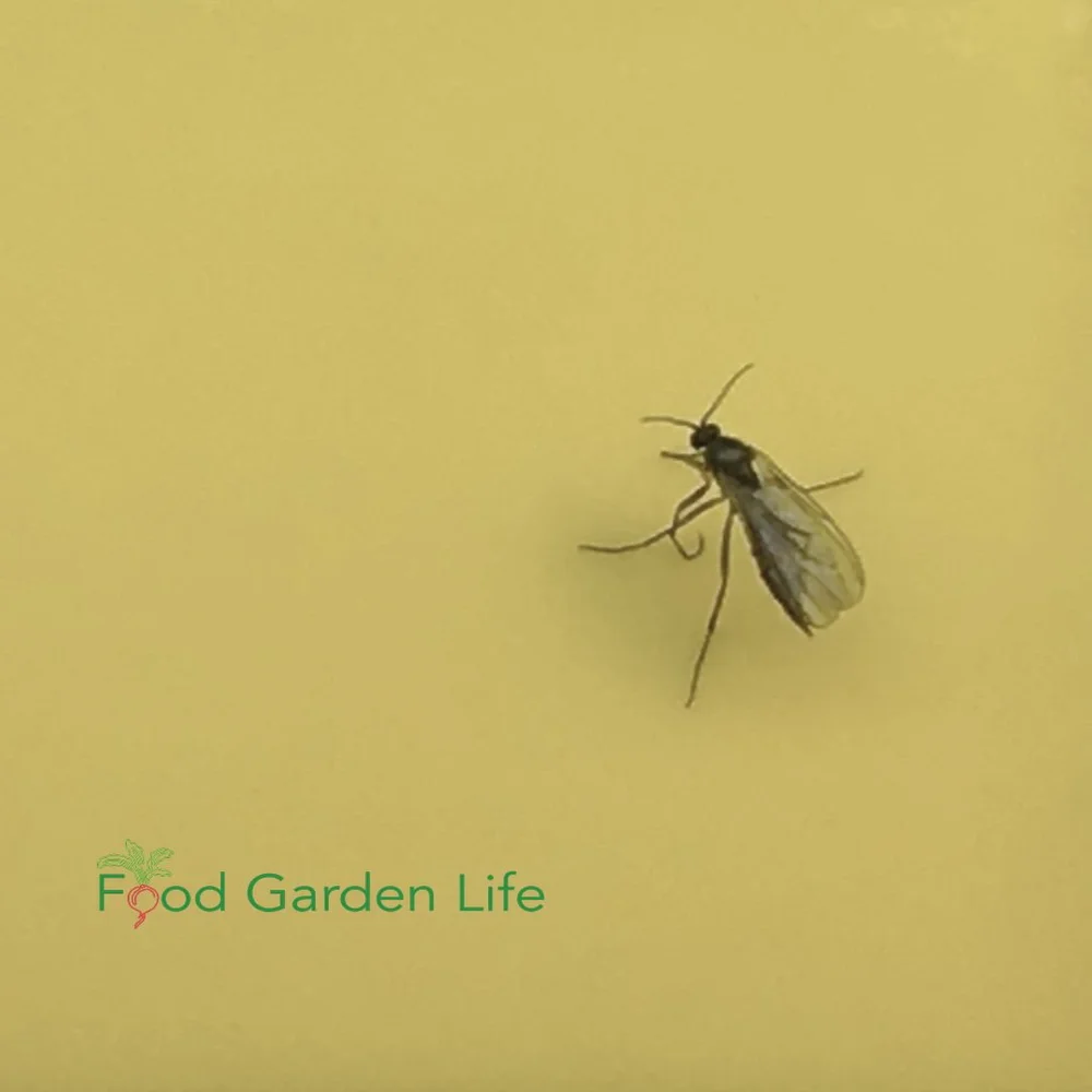 Guide to Controlling Fungus Gnats on Fig Cuttings — Food Garden Life