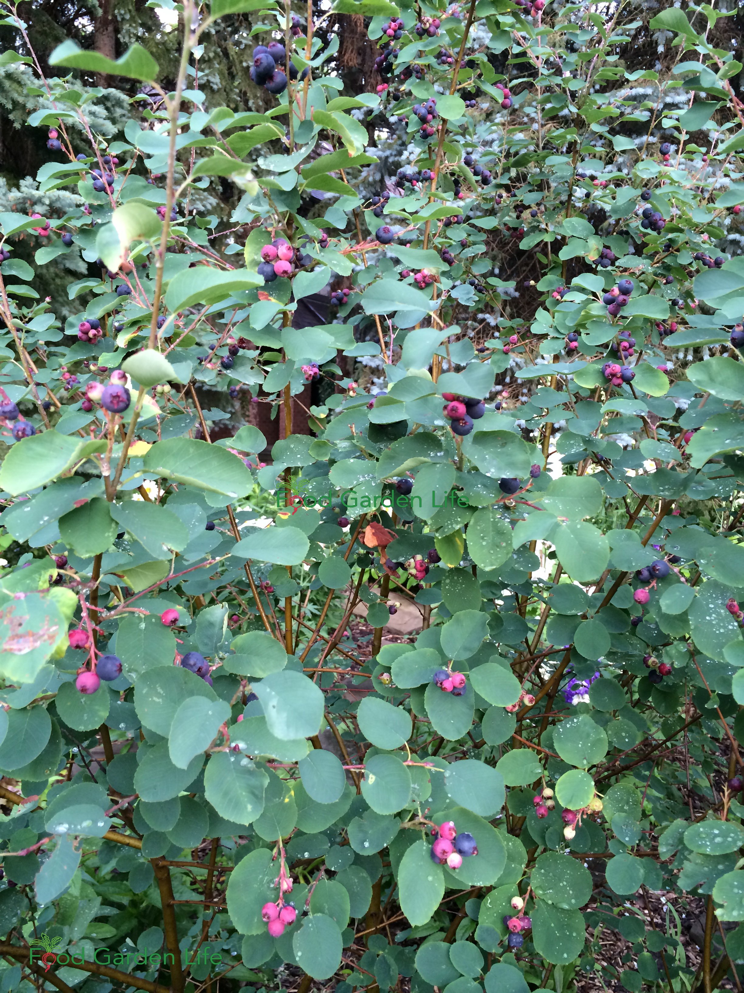 Image of Saskatoon berry bush with ripe berries