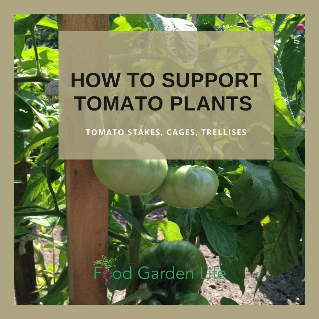 Tomato Staking Guide: How to Support Tomato Plants — Food Garden Life:  Edible Garden, Vegetable Garden, Edible Landscaping