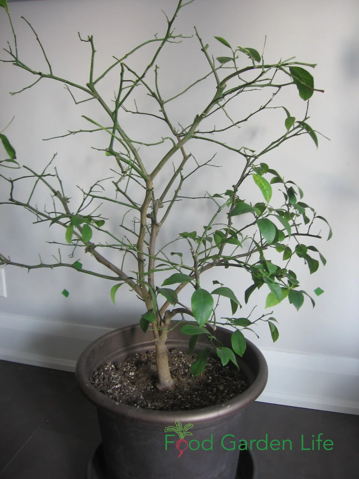 How to a Grow Lemon Tree Indoors (That Actually Produces