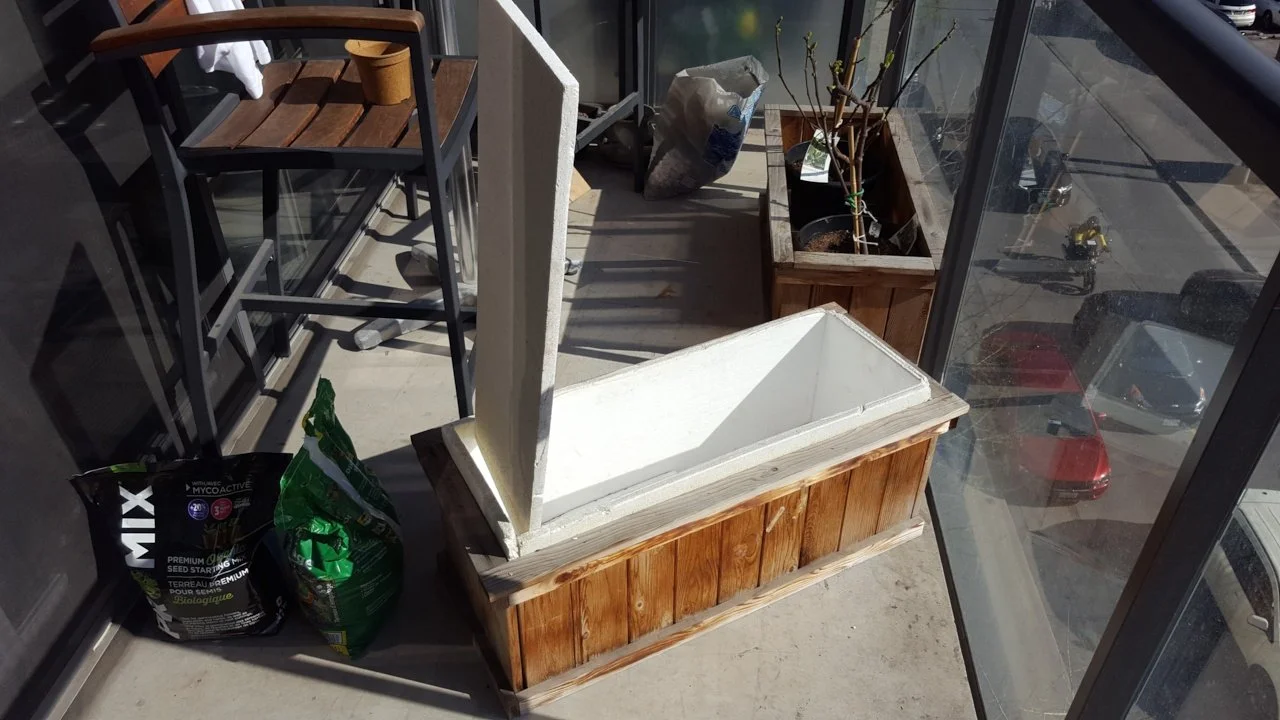 Wooden planter lined with rigid foam insulation for overwintering a dormant fig tree