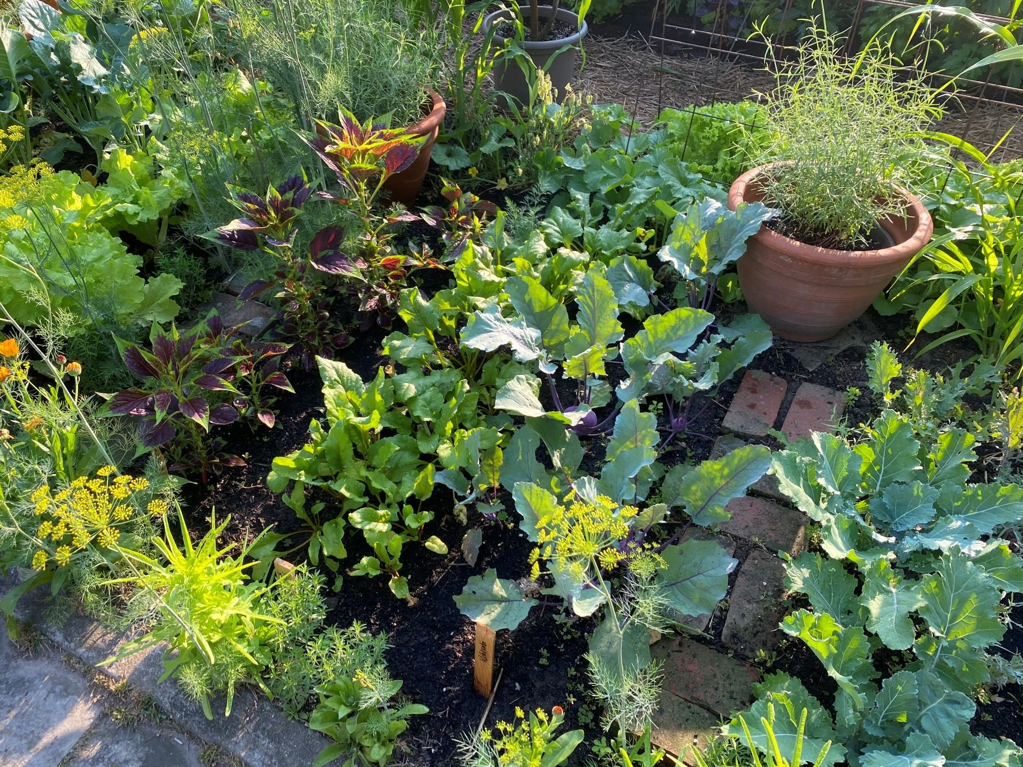 Mixed vegetables, herbs and flowers growing together in a Toronto potager garden.