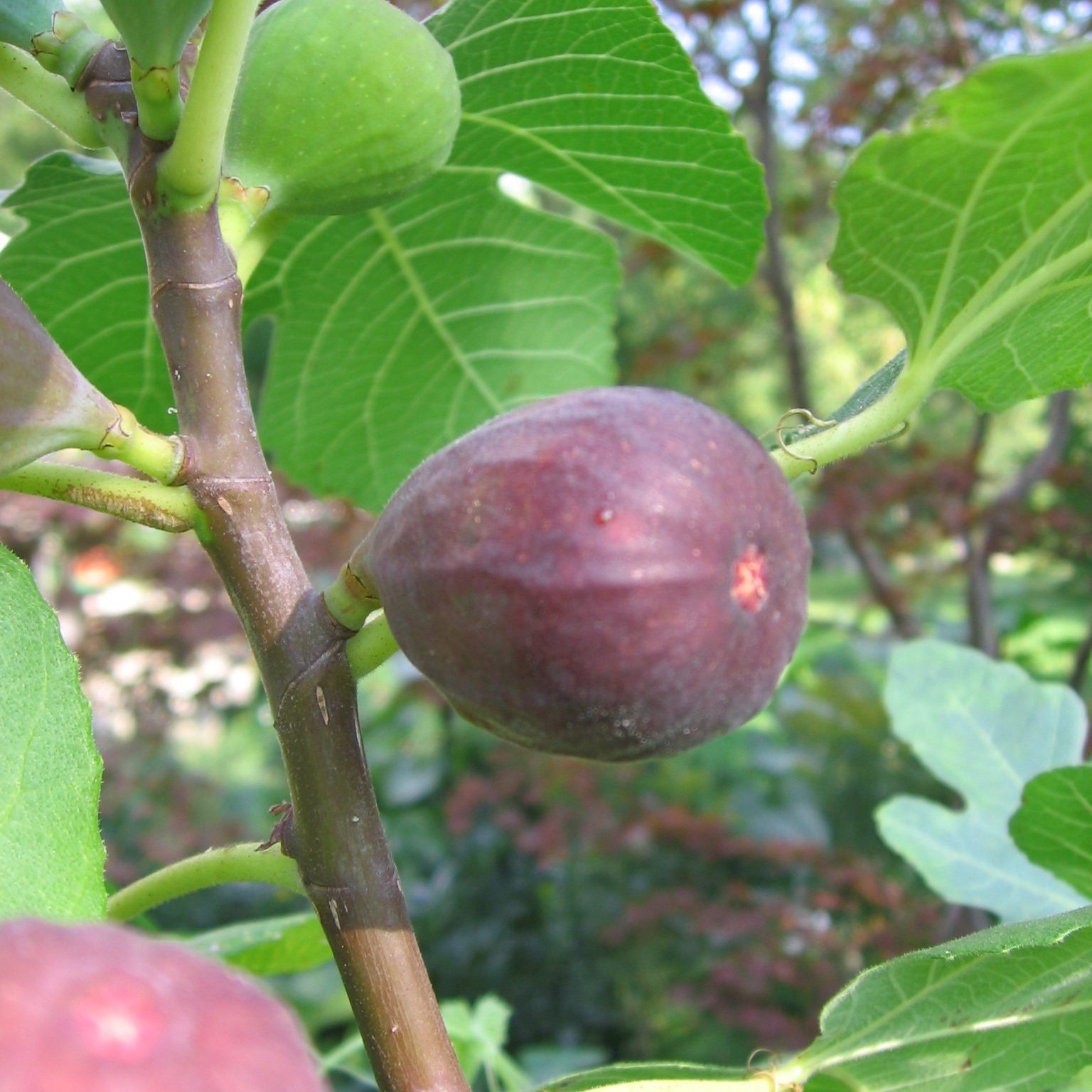How to Keep a Fig Tree Small? - Best Pruning Guide  