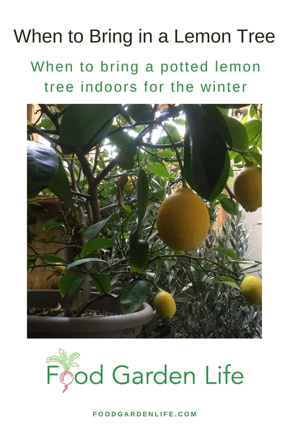 When to bring a potted lemon tree indoors for winter