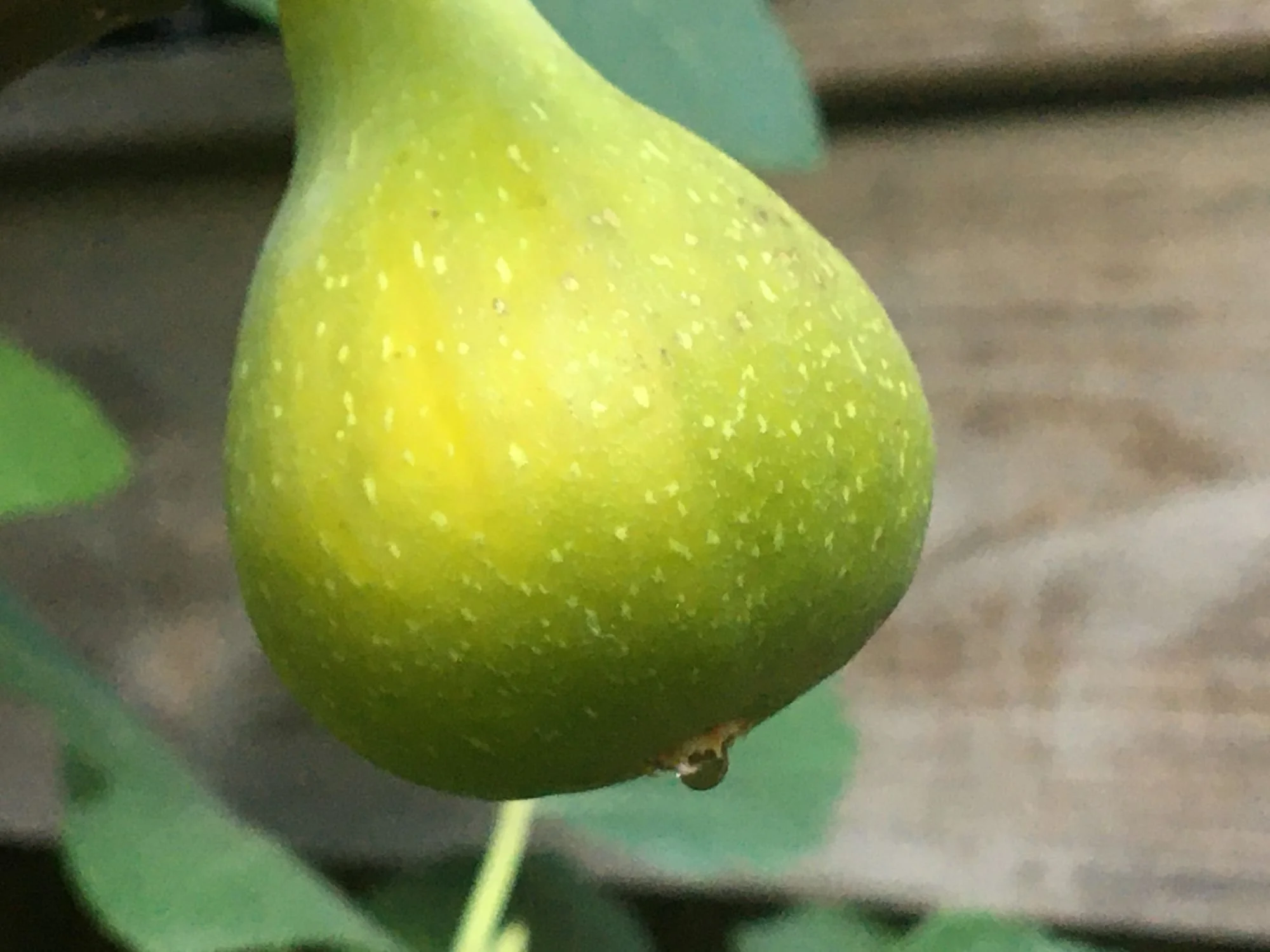 Ripe fig drooping with a drop of nectar at the eye
