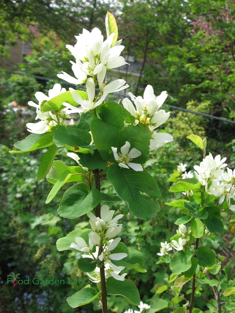 Guide to Growing Saskatoon Berries Planting, Pruning, Care — Food