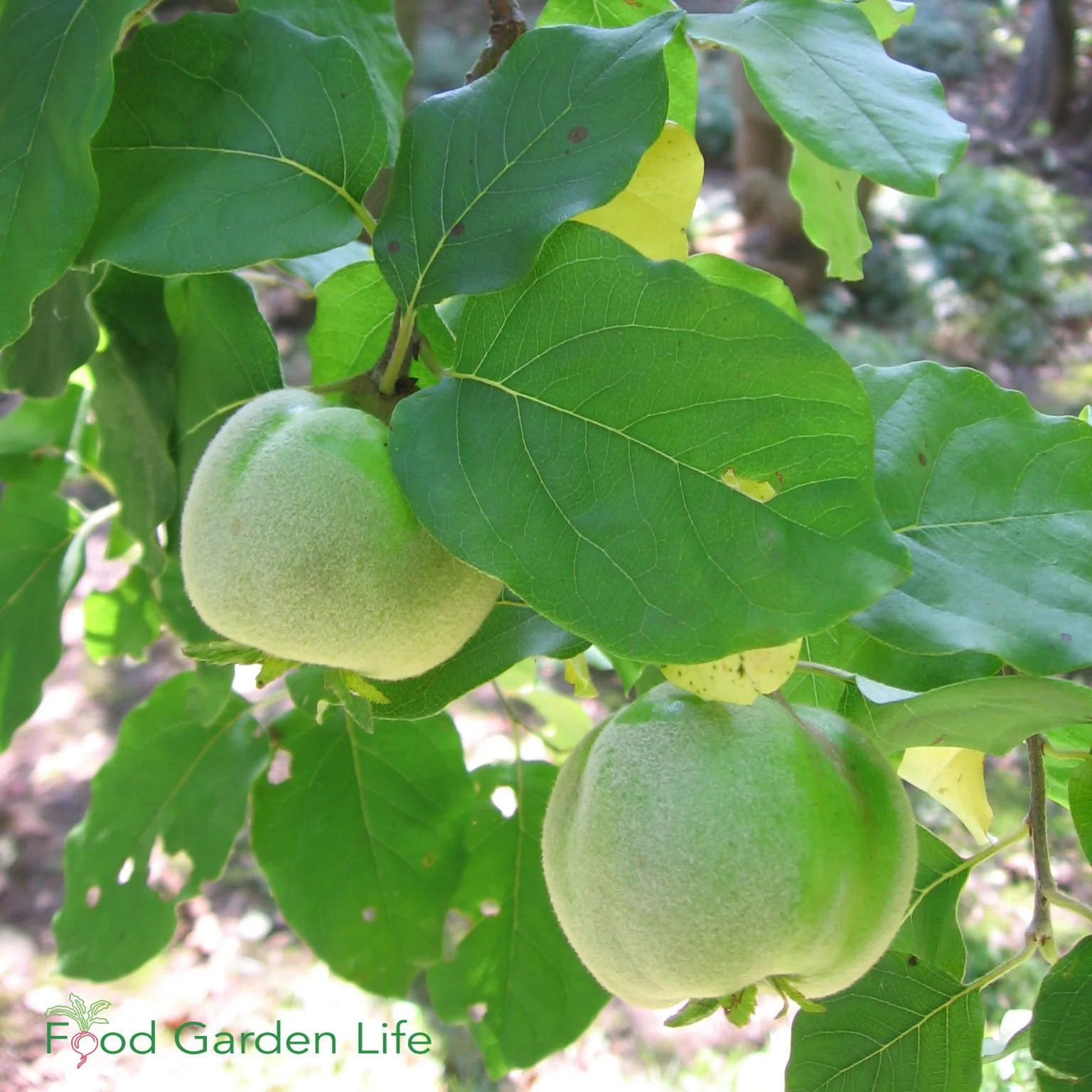 Guide How to Grow a Quince Tree — Food Garden Life