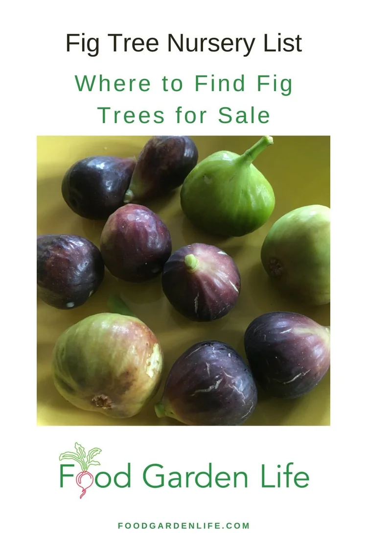 Fig Nursery List Where to Find Fig Trees for Sale — Food Garden Life