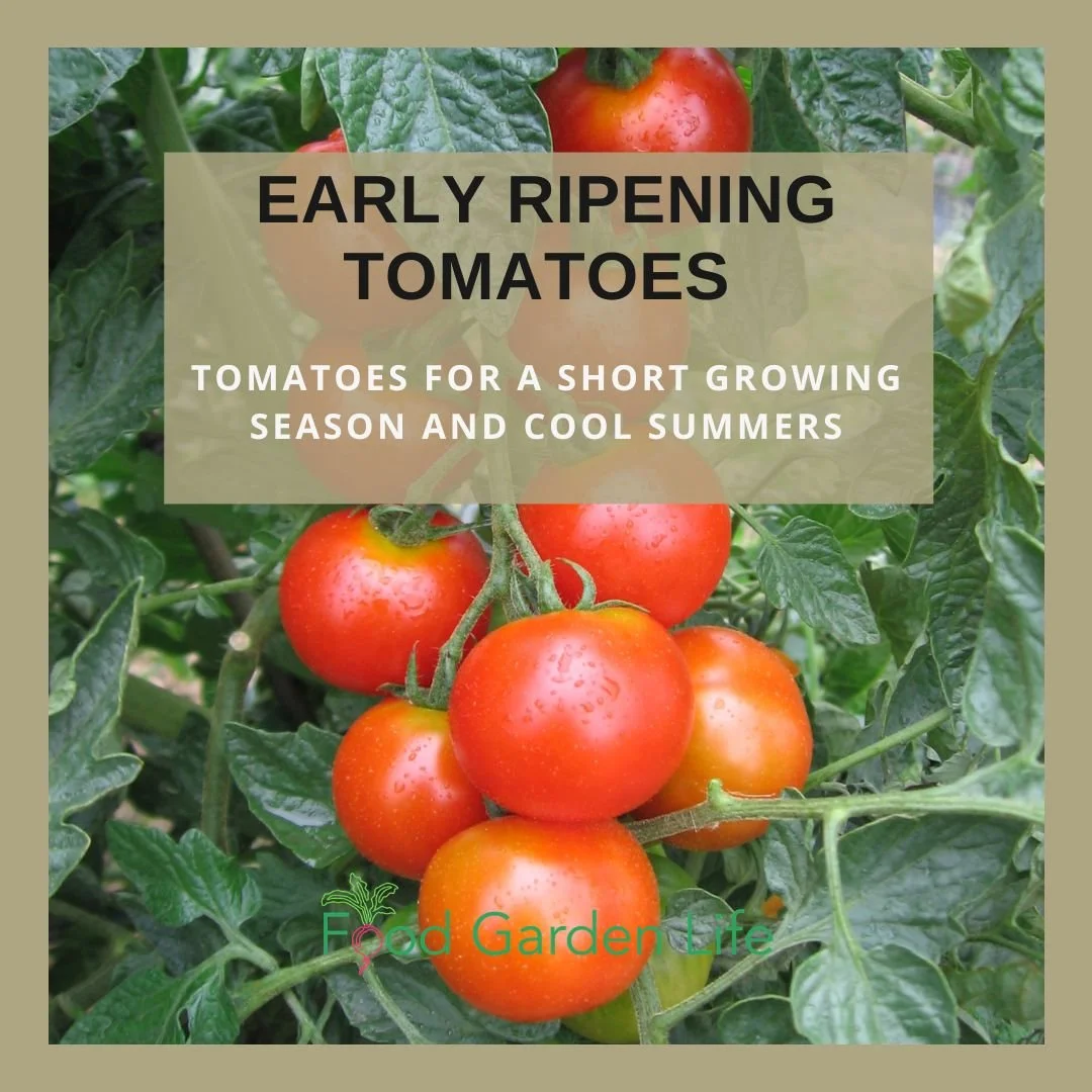 Tomatoes for short growing season