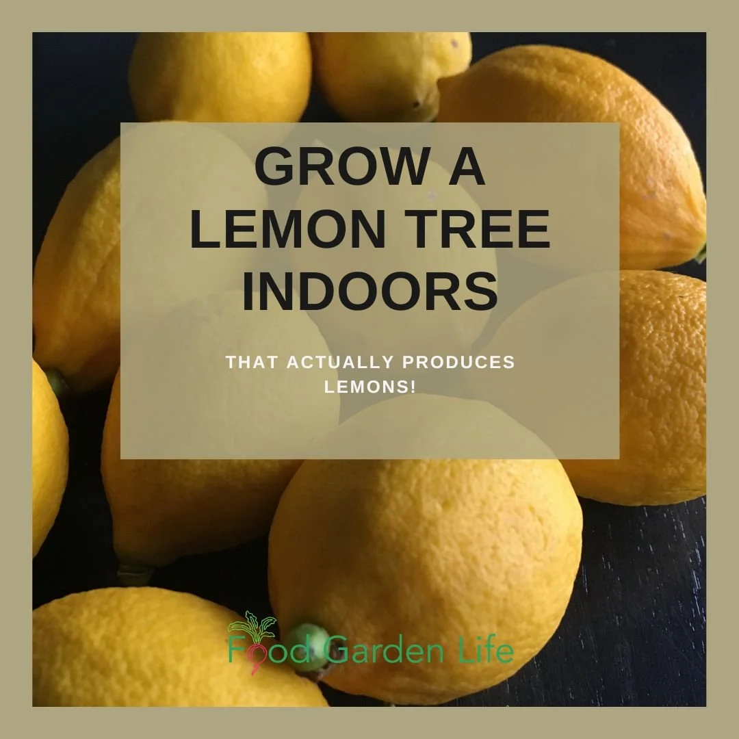How to a Grow Lemon Tree Indoors (That Actually Produces Lemons) — Food