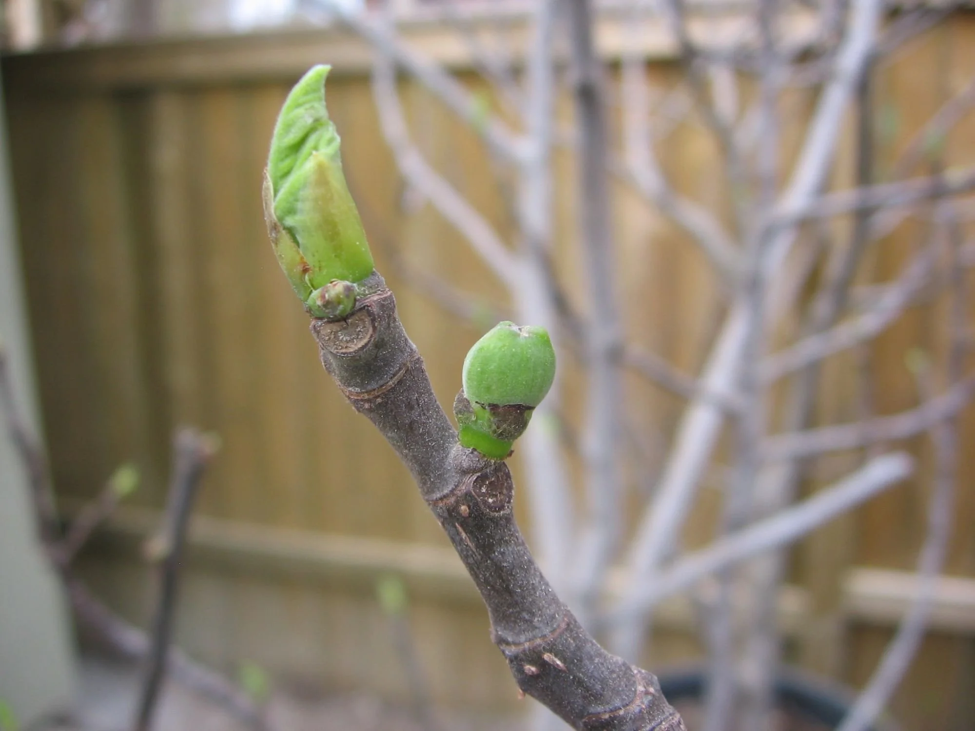 Fig tree waking up in spring, with a breba fig swelling and leaves unfurling at the tip.