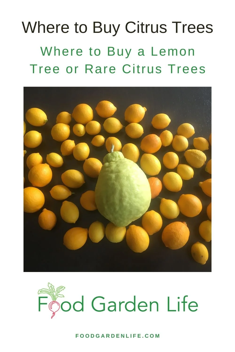 Looking for Lemon Trees? Where to Buy Citrus Trees — Food Garden Life Edible Garden, Vegetable