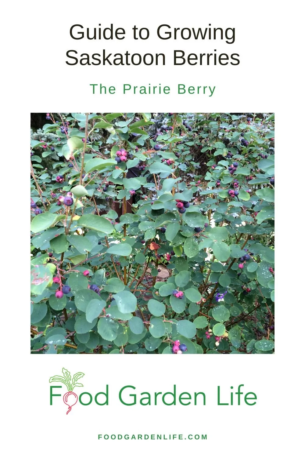 Guide to Growing Saskatoon Berries Planting, Pruning, Care — Food