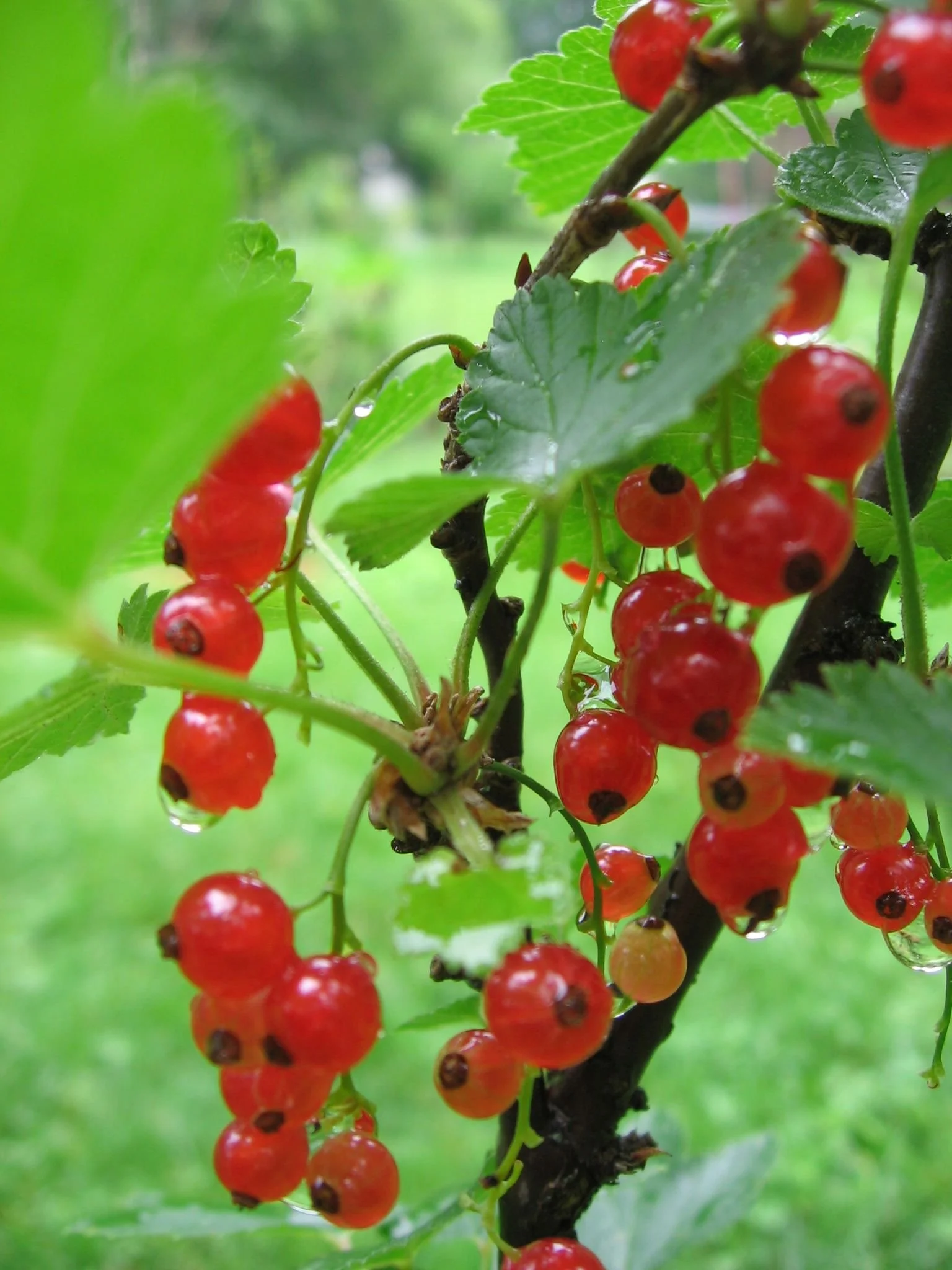 Clusters of ripe red currants hanging from a branch among rain-dappled green leaves.