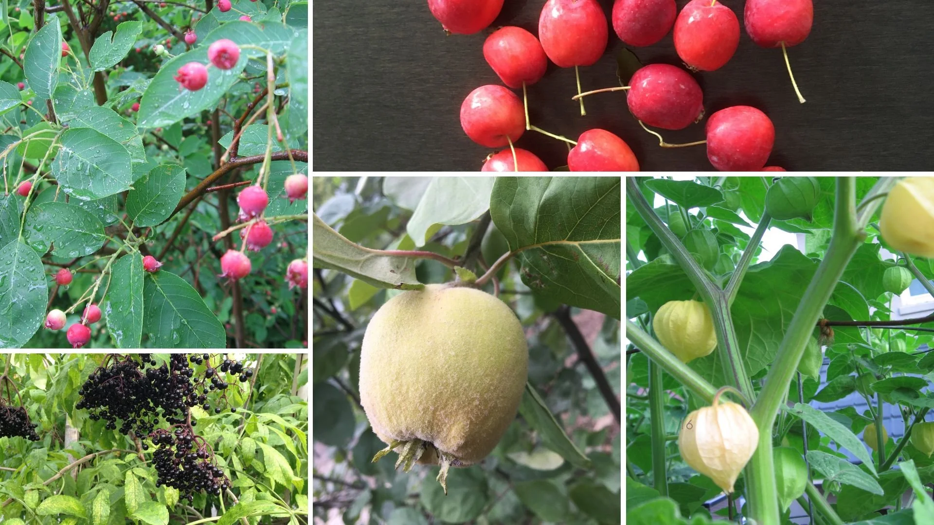 Bush Cherry Tree Nanking Cherry: This Easy-to-Grow Cherry Bush is Perfect for a Home ...