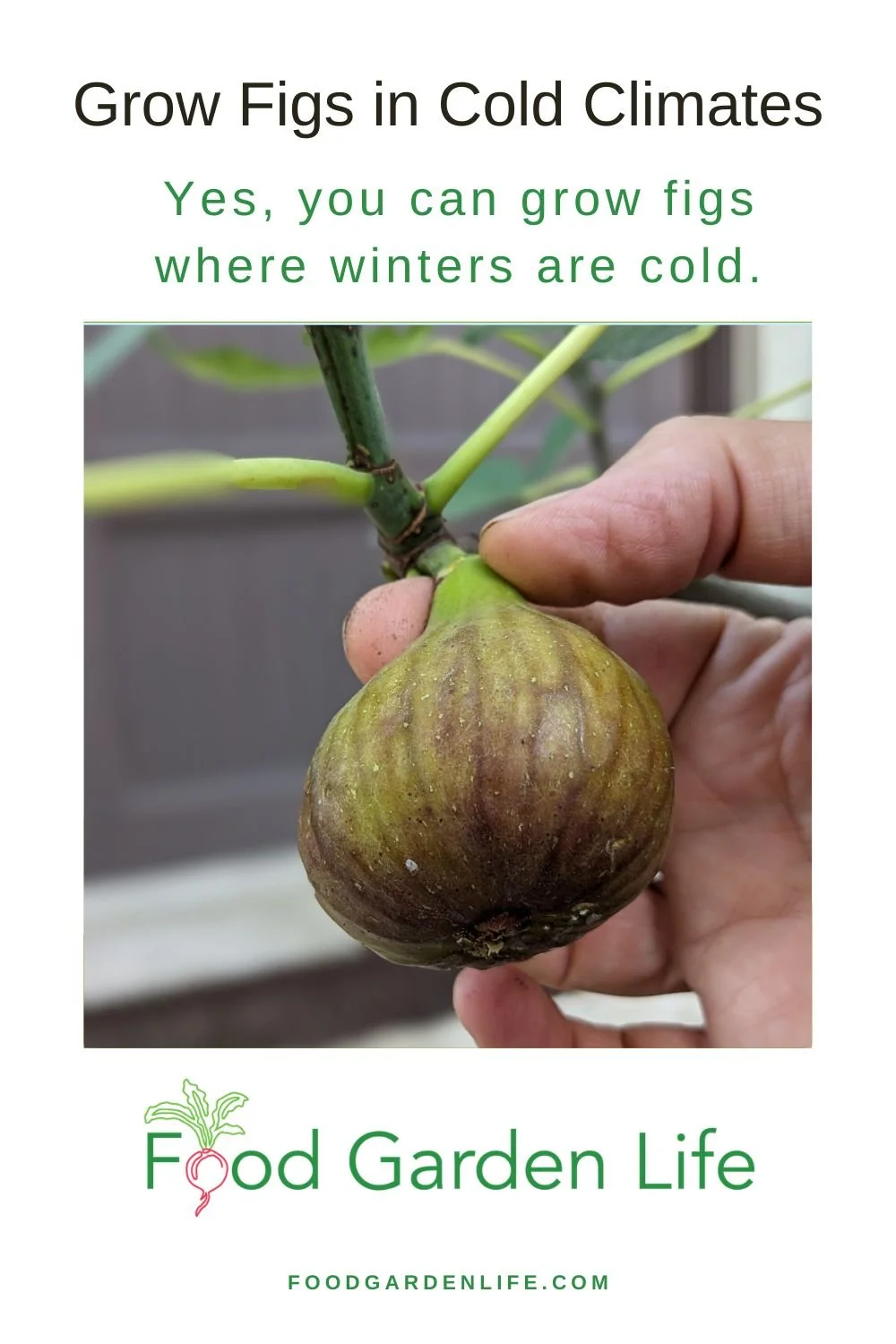 Picking a ripe fig by pinching it from the plant.