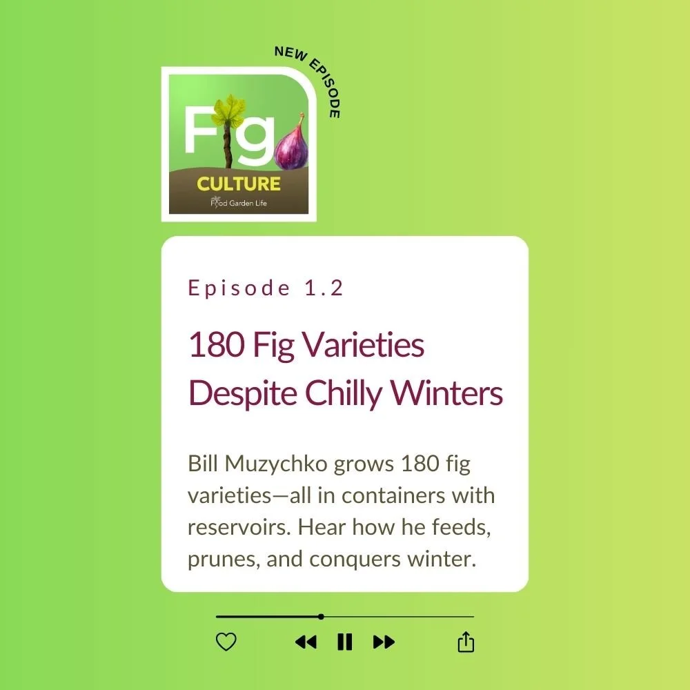 Copy of Fig Culture 1.1 square.jpg