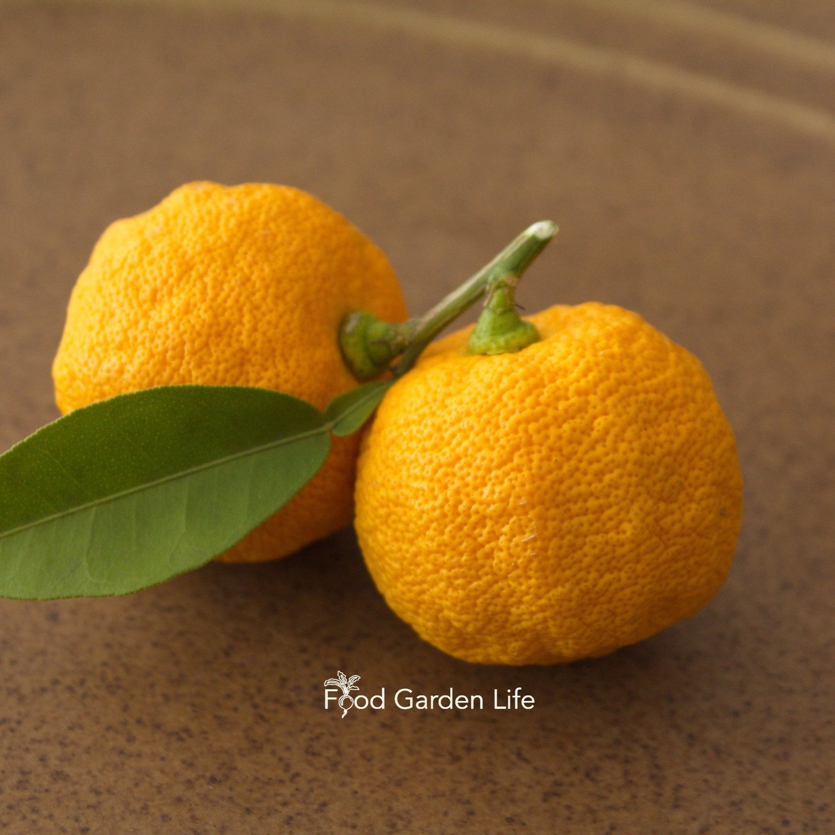 Yuzu tree, grow the citrus that can survive cold winters