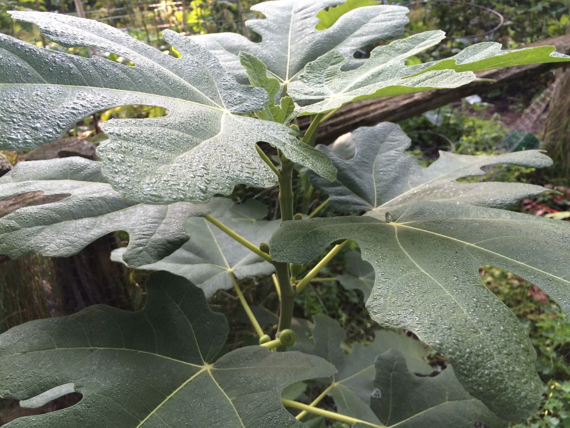 A potted fig tree with ripe figs growing in a Toronto garden.