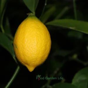 How to a Grow Lemon Tree Indoors (That Actually Produces Lemons) — Food ...