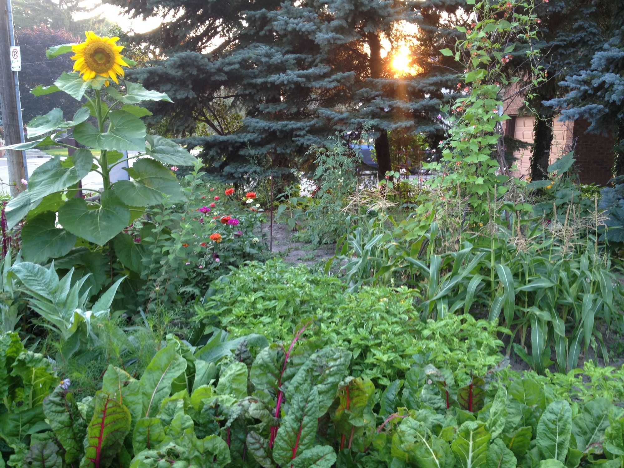 The front yard edible garden in its first year, filled in and a mixture of colours, textures, and heights.