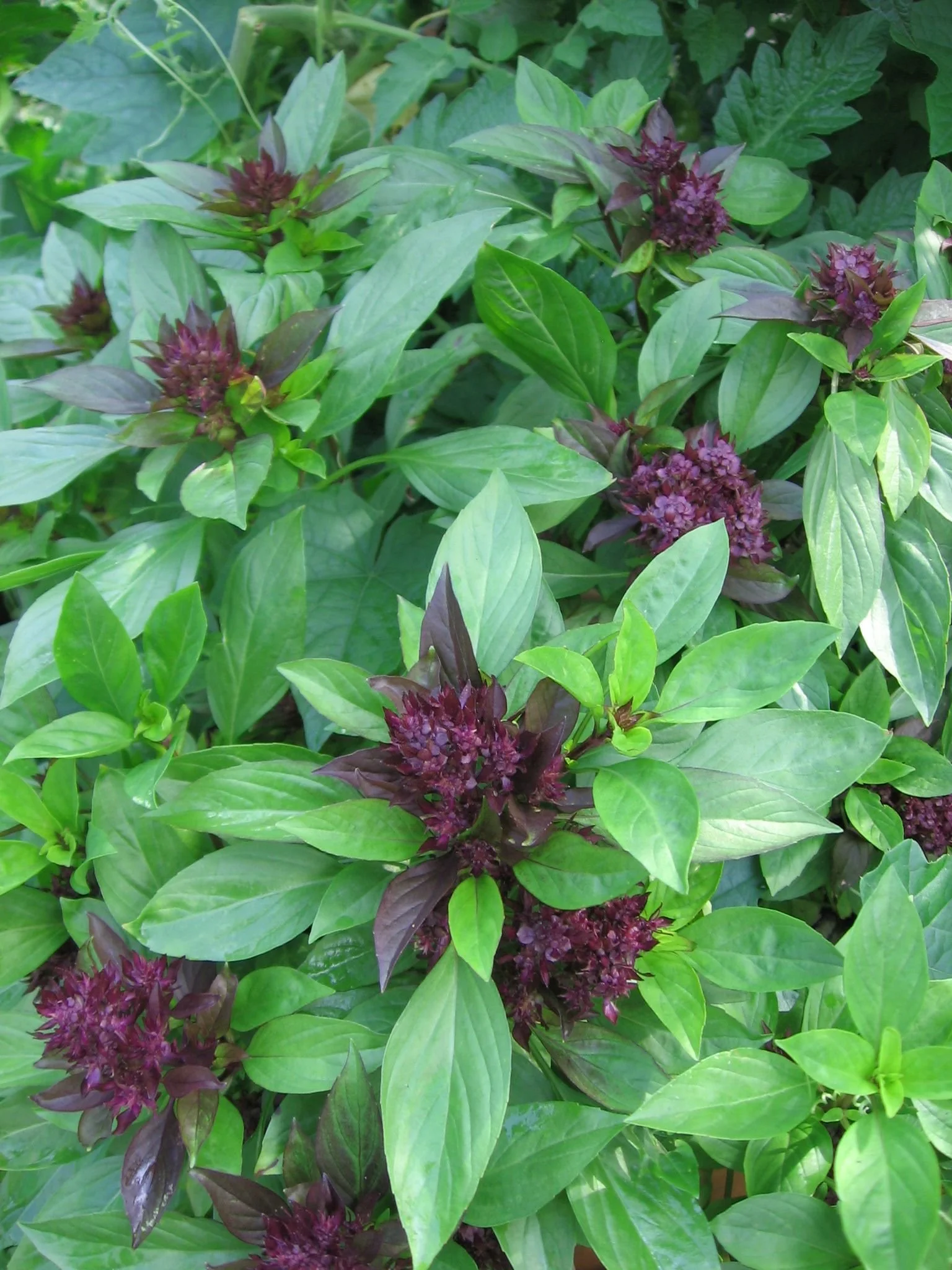 Thai basil plants with green leaves and dark purple flower clusters.