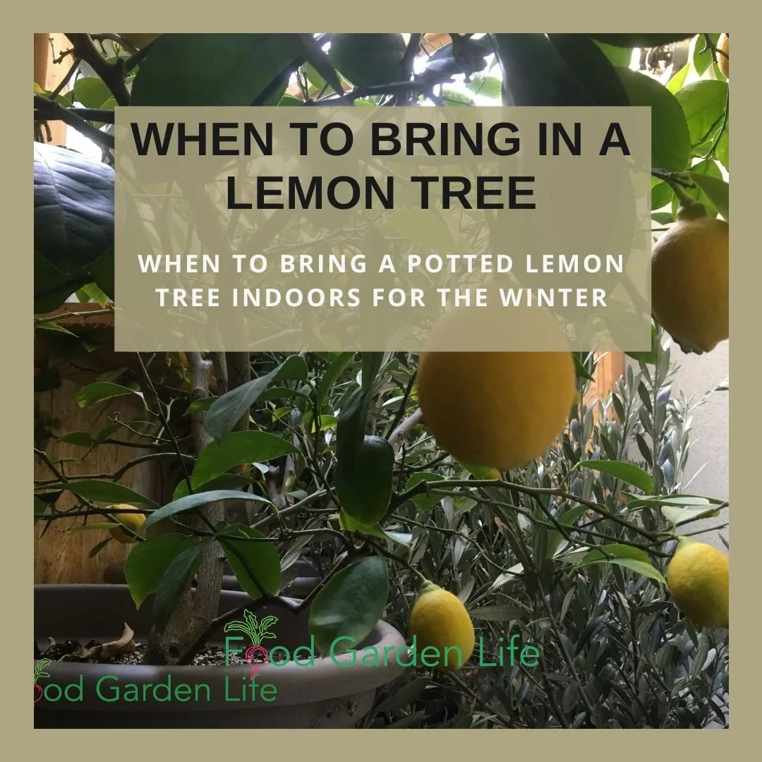 Potted lemon tree with ripe lemons