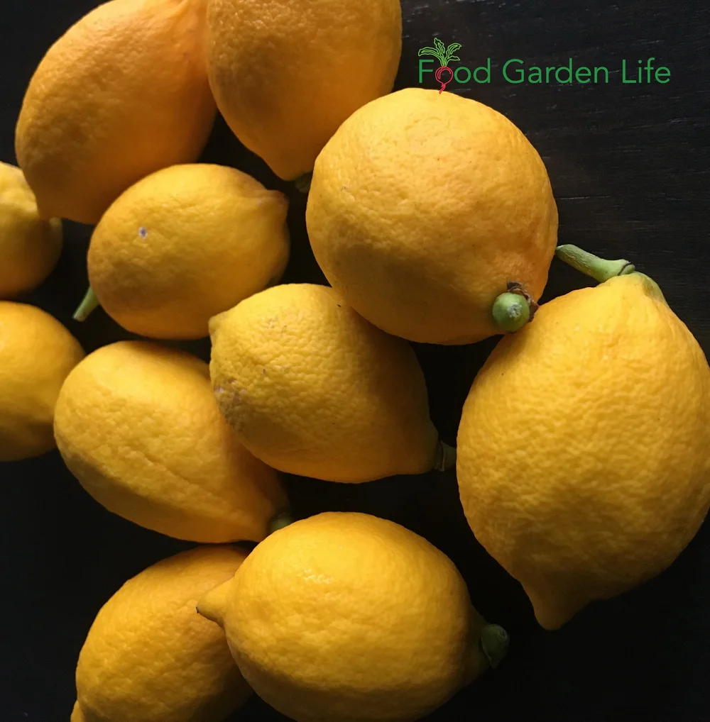 Lemon Leaf Uses Recipes for Lemon Leaves from Your Potted Lemon Tree