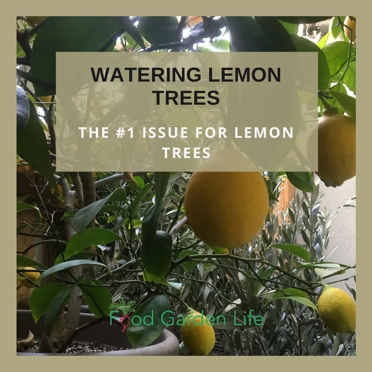 Watering Lemon Trees — Food Garden Life Edible Garden, Vegetable