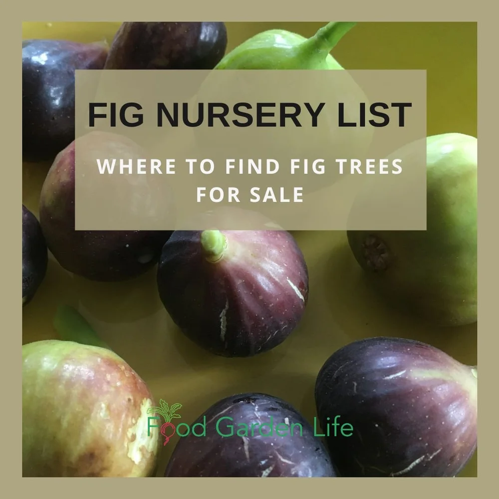 Fig Nursery List Where to Find Fig Trees for Sale — Food Garden Life
