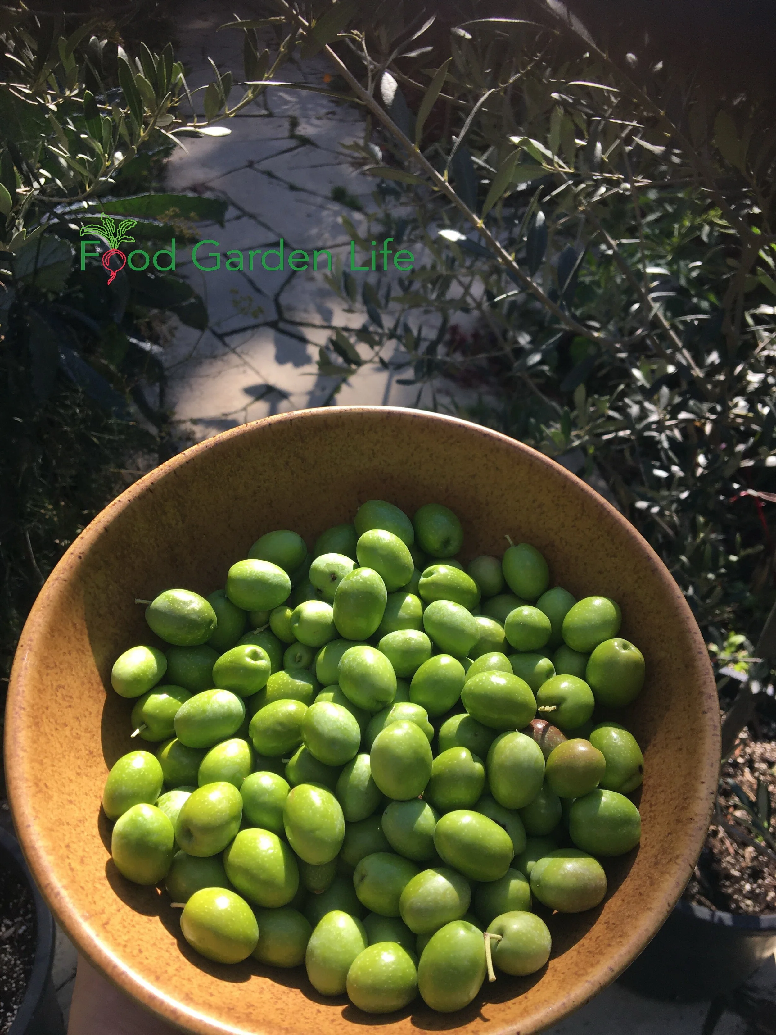 Searles  Growing and Planting Olives