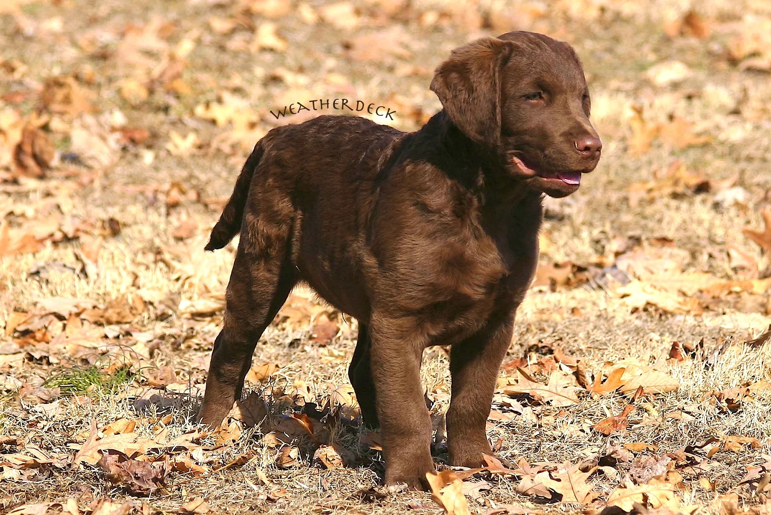 chesapeake bay retriever puppies
