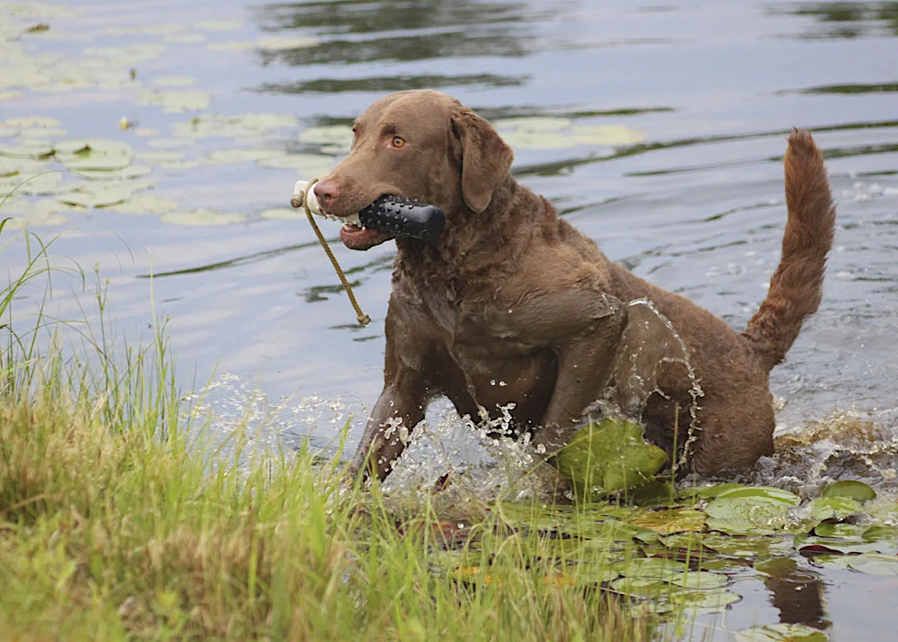 ducky chesapeake bay retriever