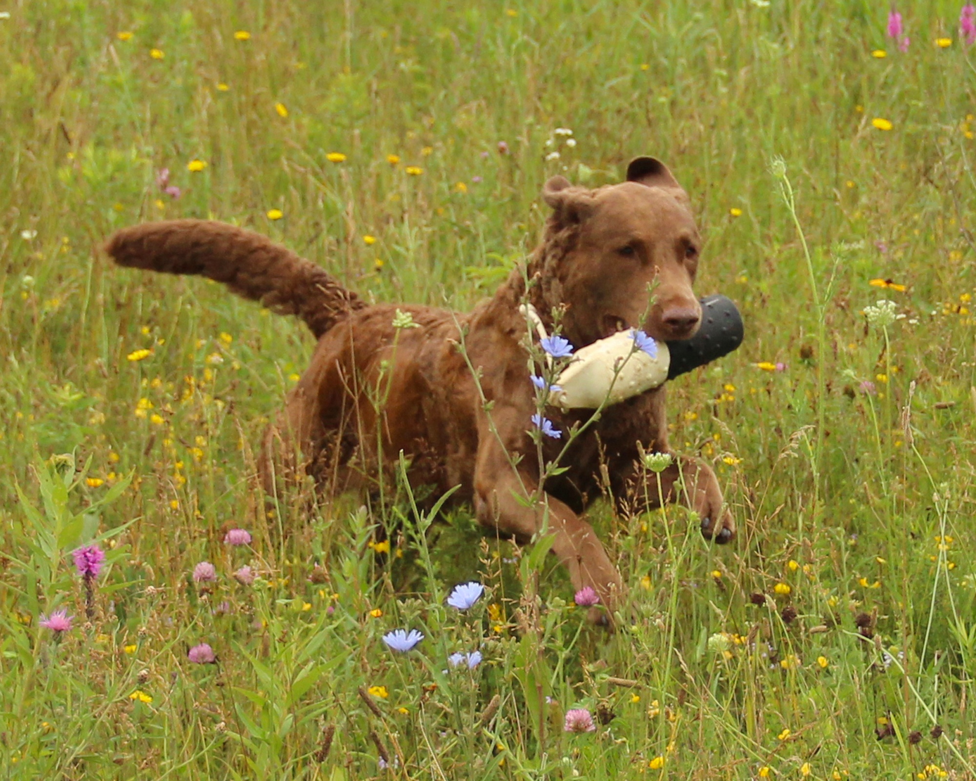 ScupperBumperWildflowers.jpg