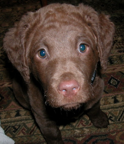 ScupperFace9wks.jpg