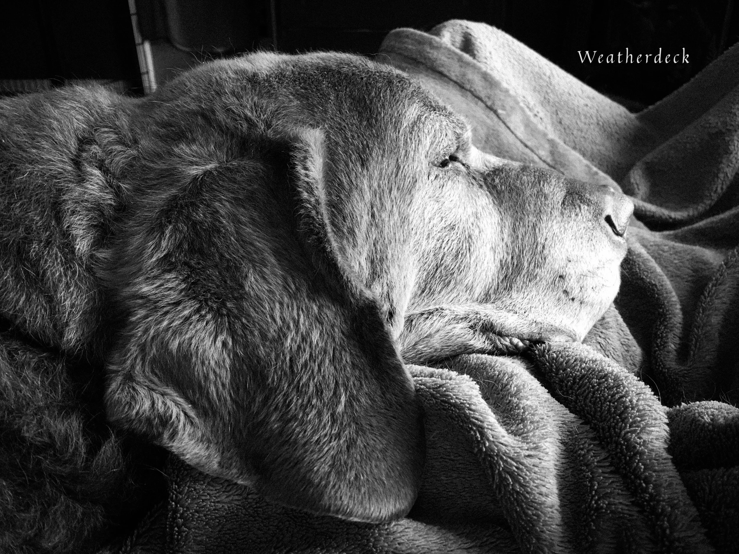 Hardwood or Throw Rugs?