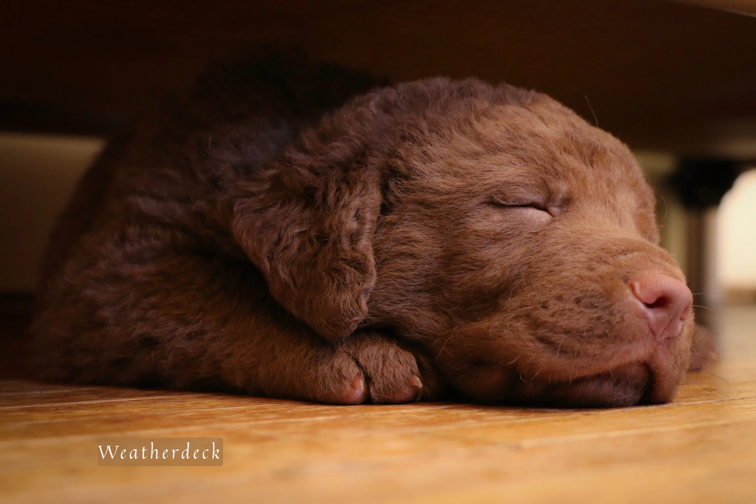 Why It's So Important to Stay in Touch With Your Dog's Breeder