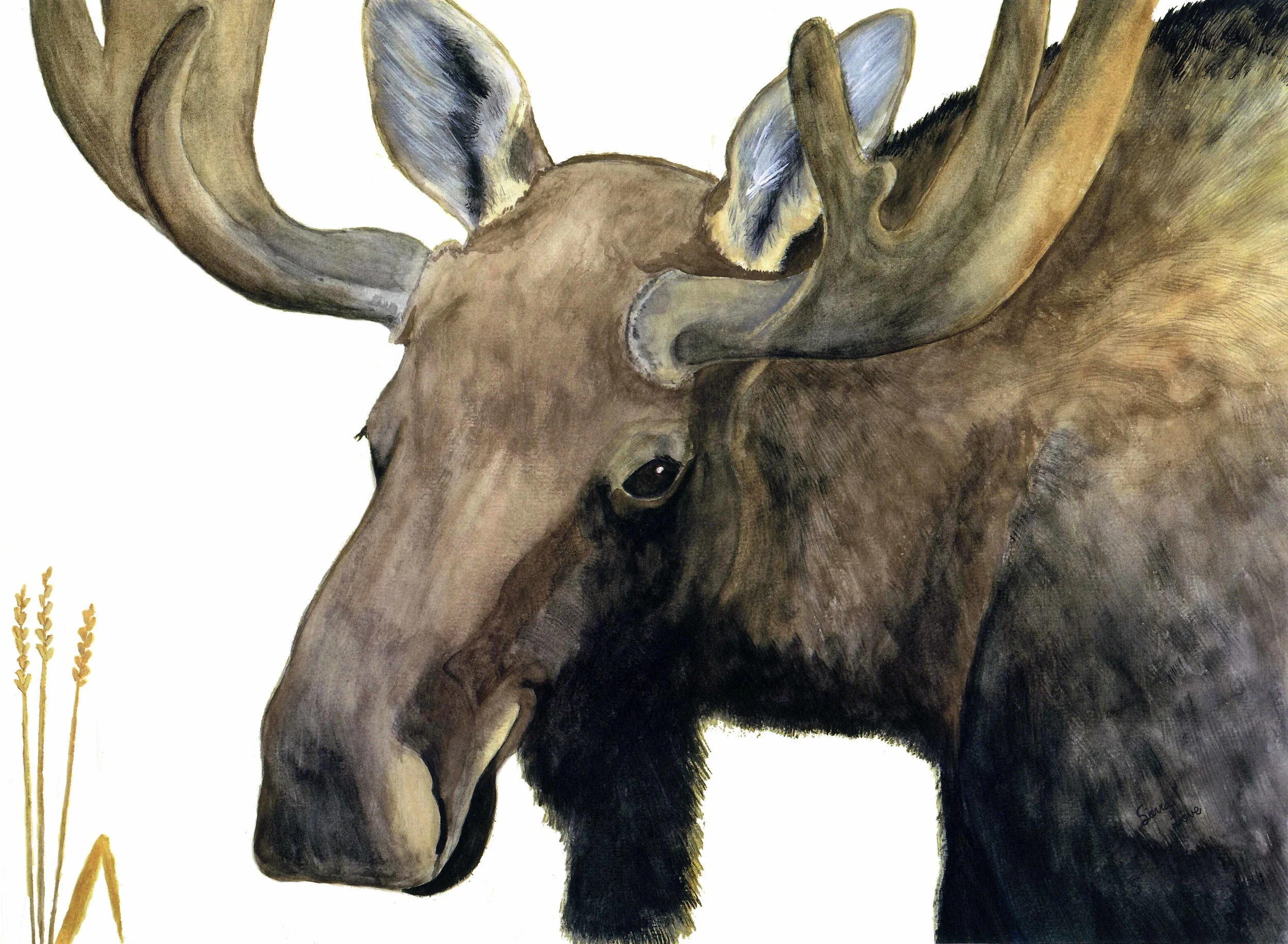 Aunty's Moose