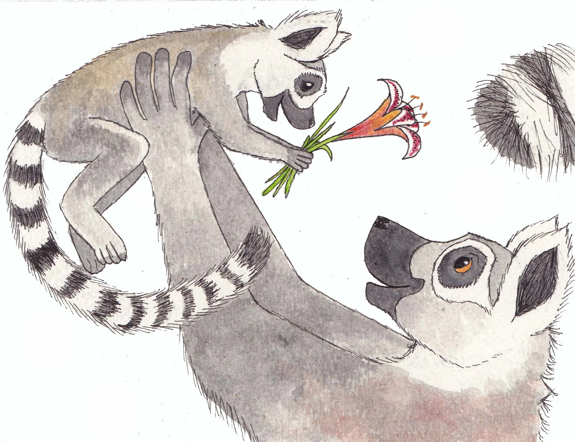 Lemurs