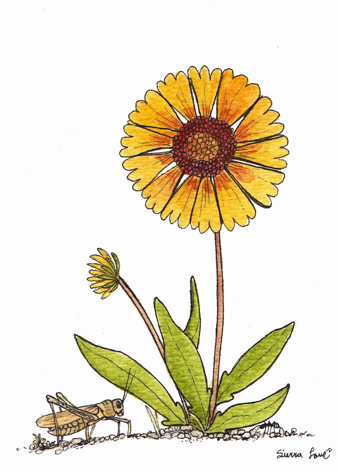 Gaillardia and grasshopper